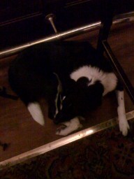 Puppies In Pubs